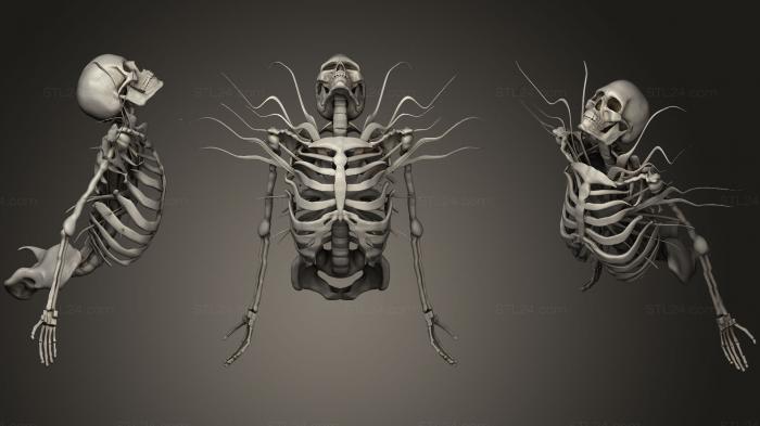 Анатомия скелеты и черепа (Мой 3, ANTM_0916) 3D модель для ЧПУ станка